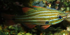 Black-Axillary Soldierfish photo 2