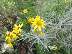 Senecio cinerarioides