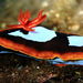 Chromodoris westraliensis - Photo (c) John Sear, some rights reserved (CC BY-NC), uploaded by John Sear