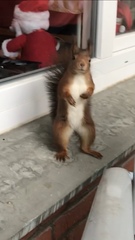 Sciurus vulgaris