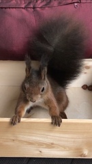 Sciurus vulgaris
