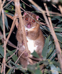Southern Common Cuscus photo 5
