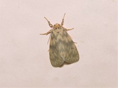 Miltochrista floccosa
