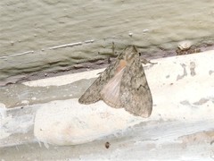 Lymantria nussi