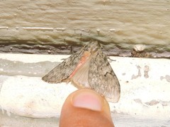 Lymantria nussi