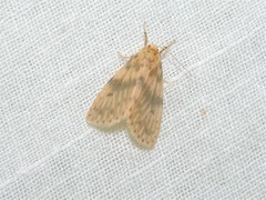 Miltochrista floccosa