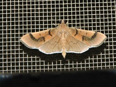 Pilocrocis milvinalis