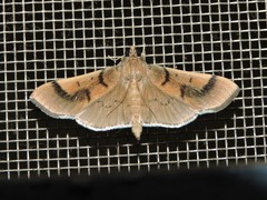 Pilocrocis milvinalis