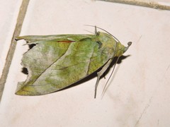 Eudocima hypermnestra