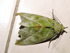 Eudocima hypermnestra