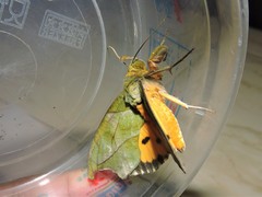 Eudocima hypermnestra