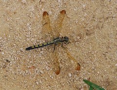 Orthetrum lineostigma