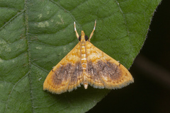 Mabra eryxalis