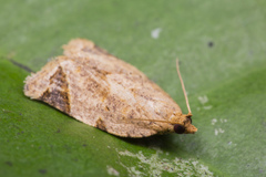 Neocalyptis affinisana