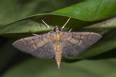 Herpetogramma rudis