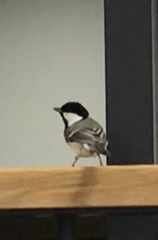 Parus major