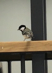 Parus major