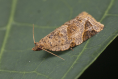 Neocalyptis affinisana