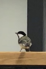 Parus major