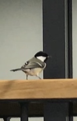 Parus major