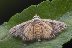 Araeopteron rufescens
