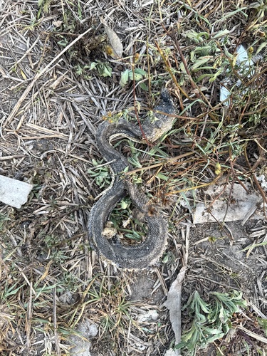 Coastal Carpet Python sighting