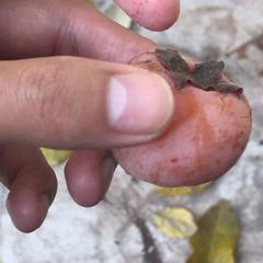 Diospyros virginiana