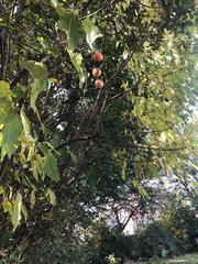 Diospyros virginiana