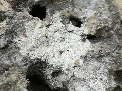 Bagliettoa calciseda