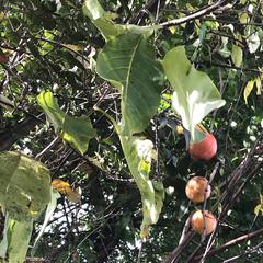 Diospyros virginiana