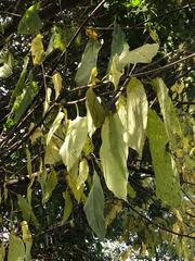 Diospyros virginiana