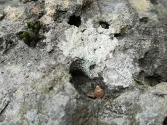 Bagliettoa calciseda