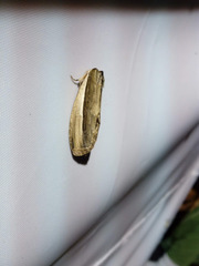 Truncaptera truncata