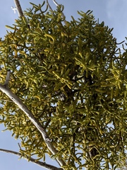 Phoradendron bolleanum