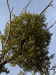 Phoradendron bolleanum