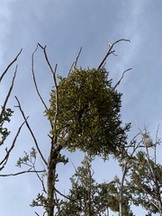 Phoradendron bolleanum