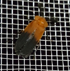 Cladodes plumosa