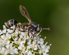 Physocephala marginata