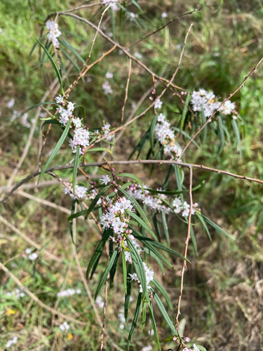 Myoporum bateae, photograph 2