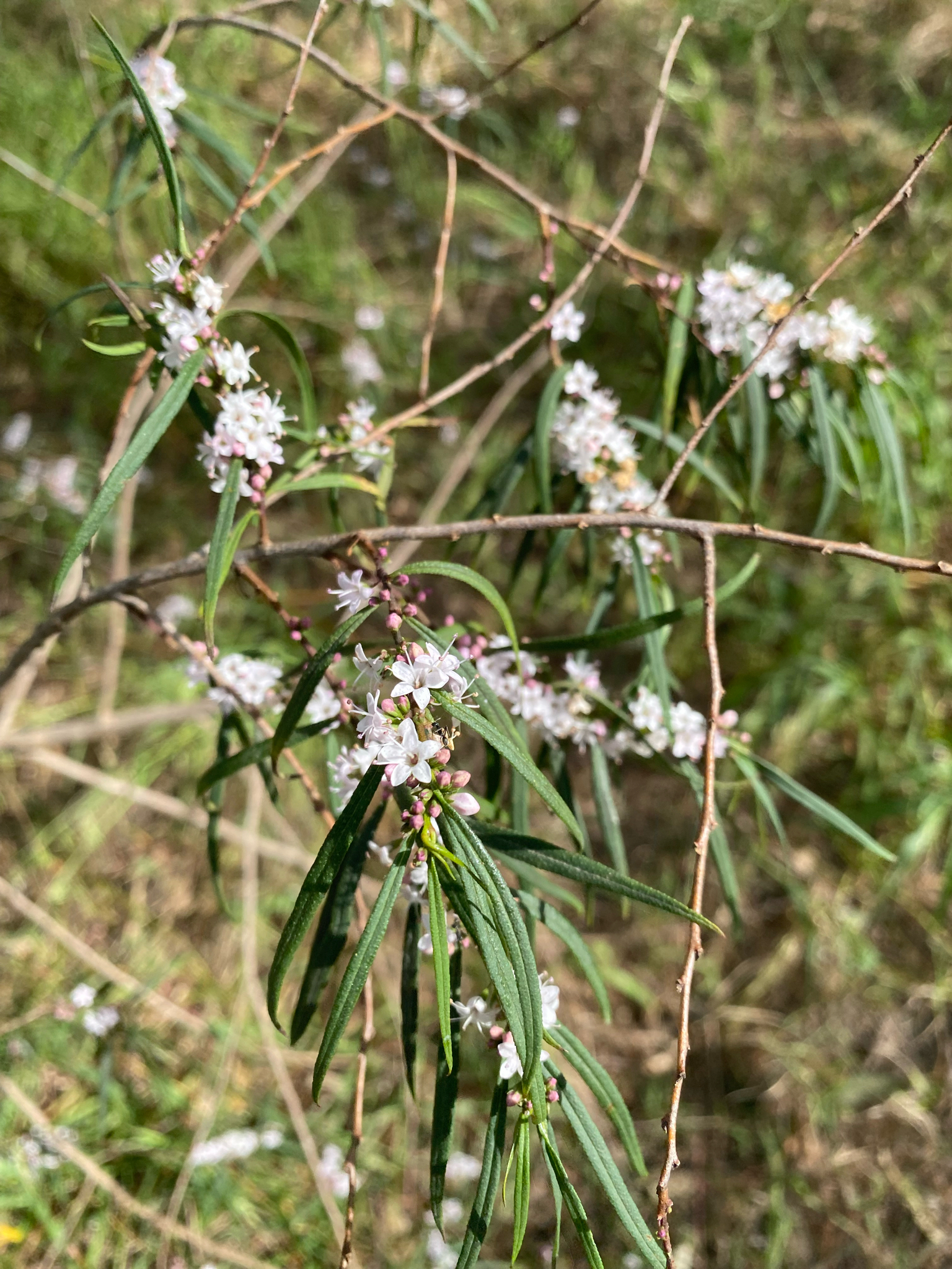 Myoporum bateae