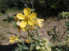 Senna confinis
