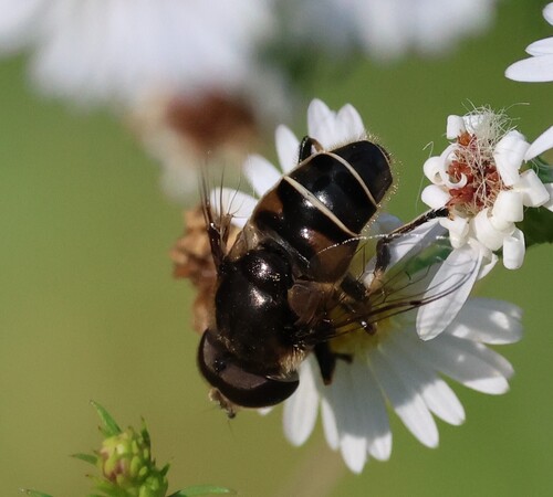 Unknown species found near Guilford, CT, USA