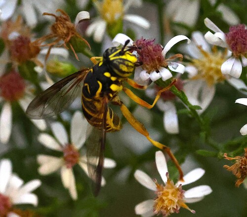 Unknown species found near Guilford, CT, USA