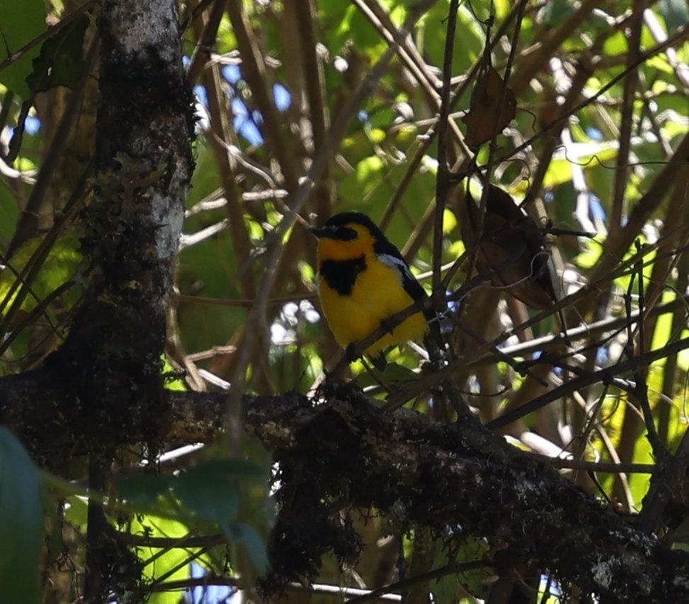 Black-breasted Boatbill (Machaerirhynchus nigripectus), photo 2