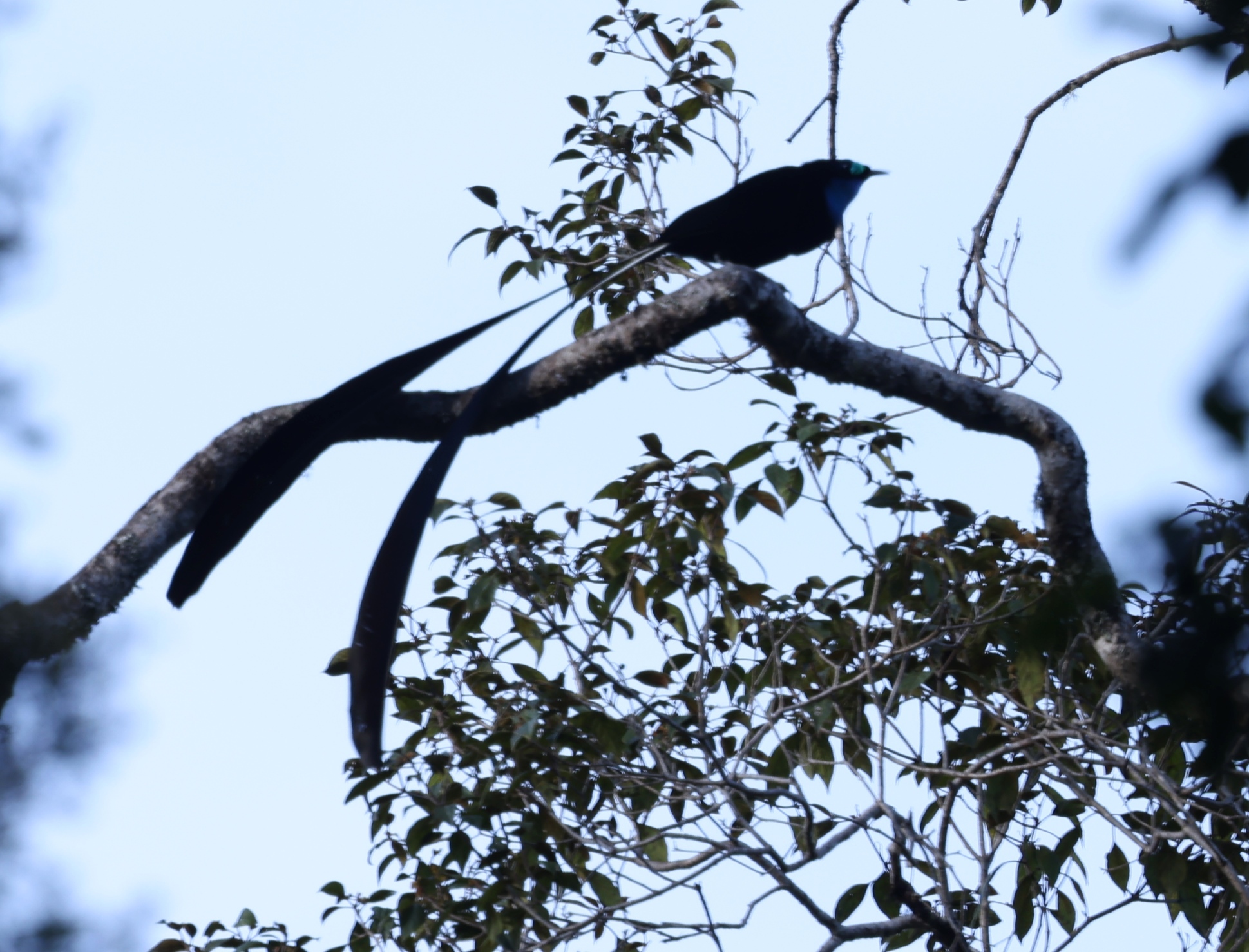 Princess Stephanie's Astrapia (Astrapia stephaniae), photo 2