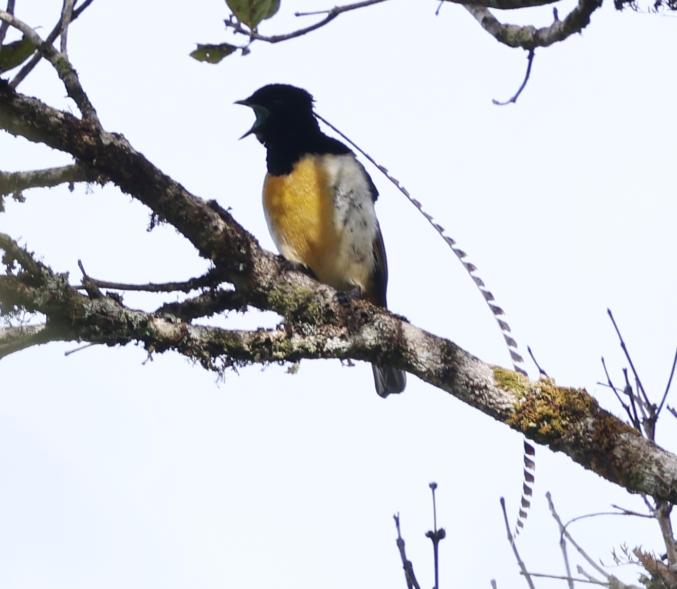 King of Saxony Bird-of-paradise (Pteridophora alberti), photo 5