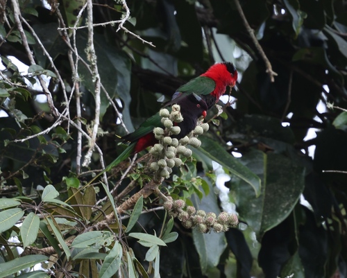 Stella's Lorikeet (Charmosyna stellae), photo 9