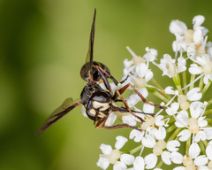 Physocephala marginata