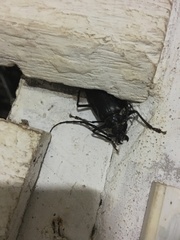 Derobrachus sulcicornis