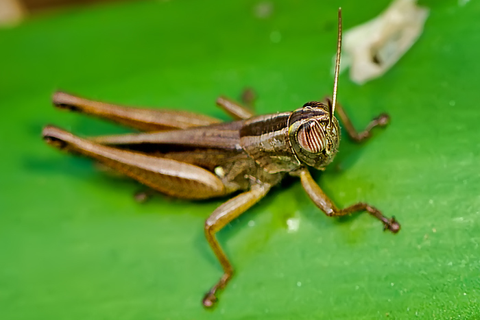 Eyprepocnemis smaragdipes